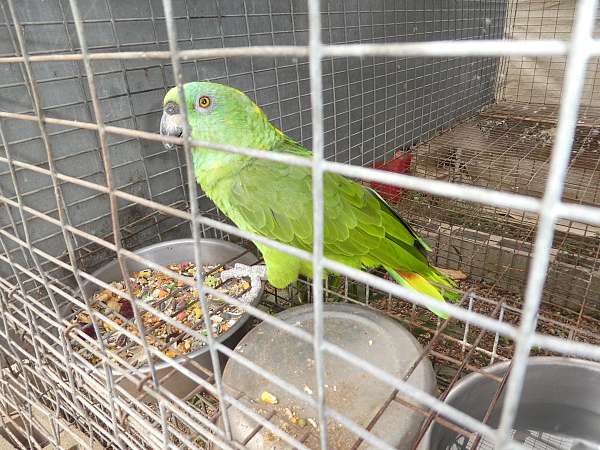 yellow-bird-for-sale-in-wildomar-ca