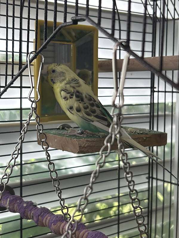 parakeet-for-sale-in-pleasant-grove-ut