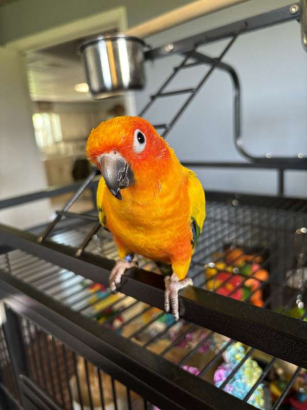 sun-conure-for-sale-in-nancy-ky