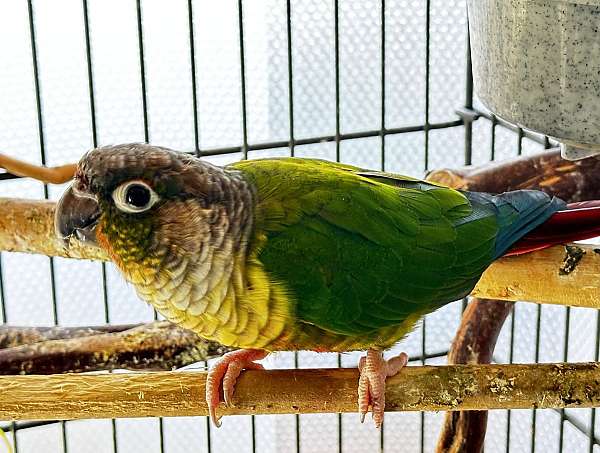 conure-for-sale