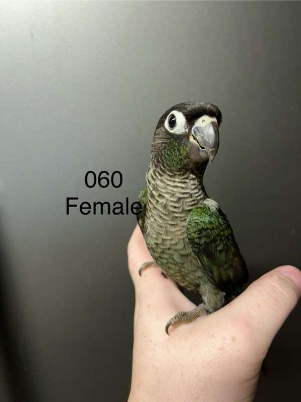 conure-green-cheek-conure-for-sale-in-diamond-il