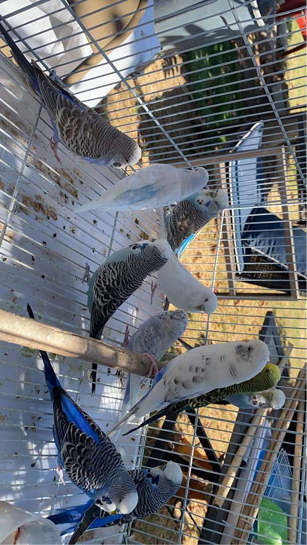 budgerigar-parakeet-for-sale