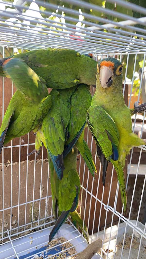 half-moon-conure-for-sale