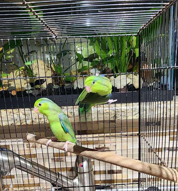 parrotlet-for-sale-in-weston-fl