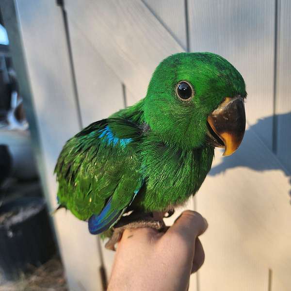 eclectus-parrots-solomon-island-parrots-for-sale-in-bryan-tx