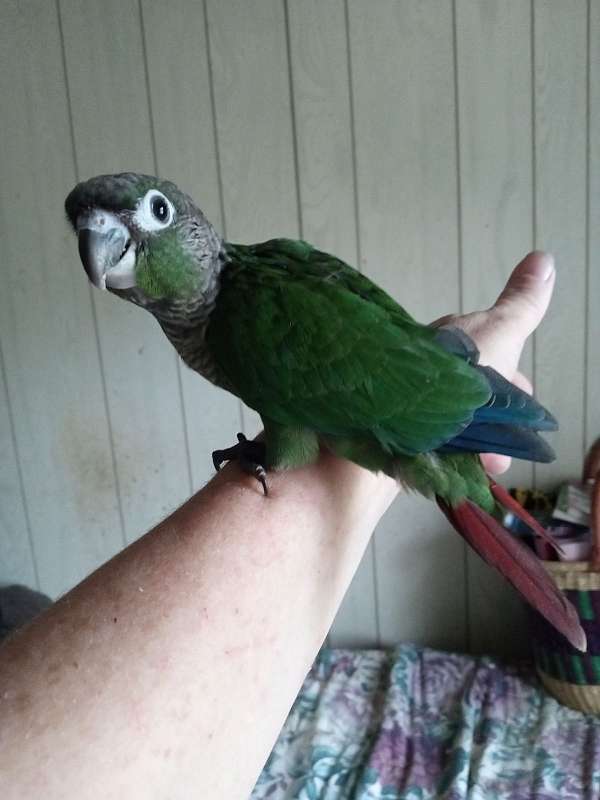 green-cheek-conure-for-sale-in-danville-pa