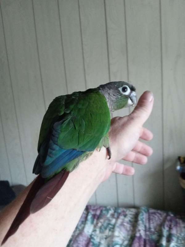 conure-for-sale-in-danville-pa