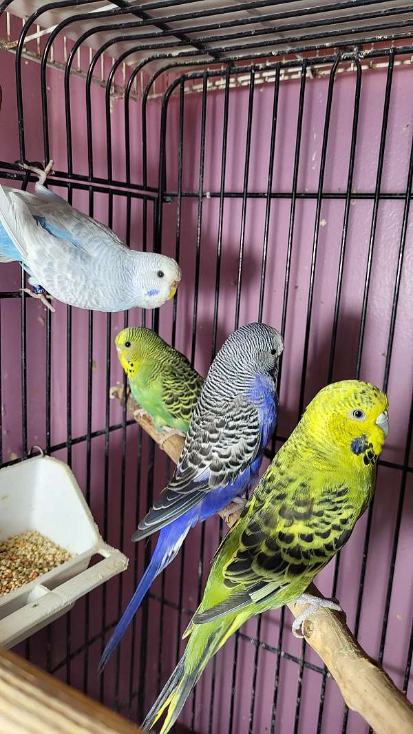 parakeet-for-sale