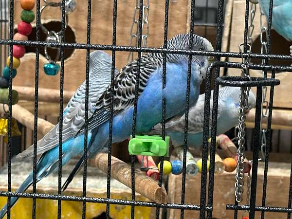 budgerigar-parakeet-for-sale