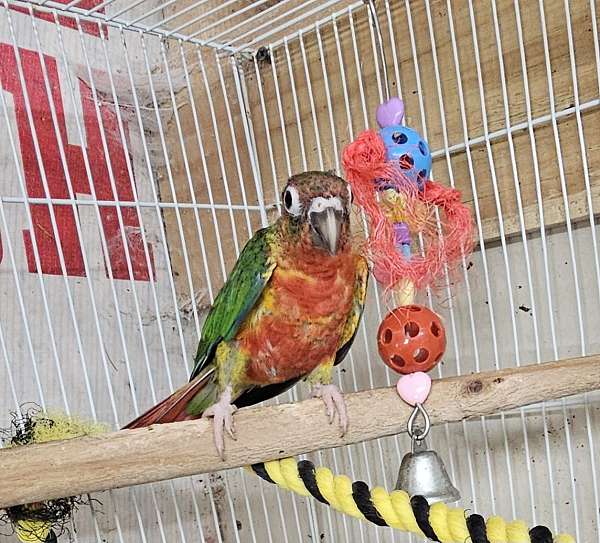 green-cheek-conure-for-sale-in-newhall-ca