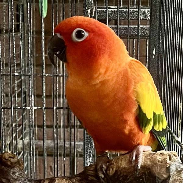 sun-conure-for-sale-in-hancock-md