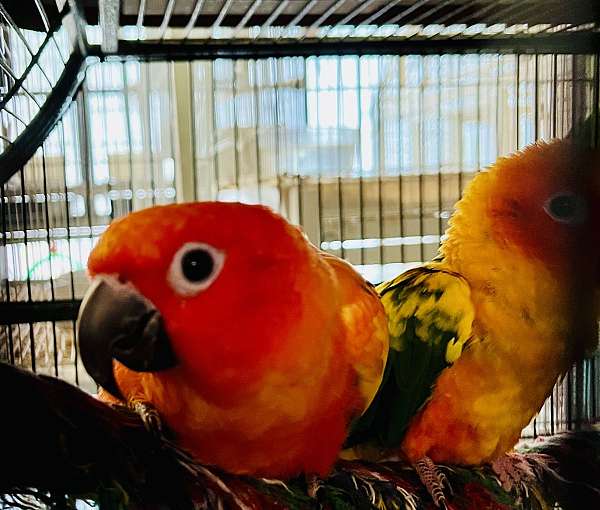 sun-conure-for-sale-in-hancock-md