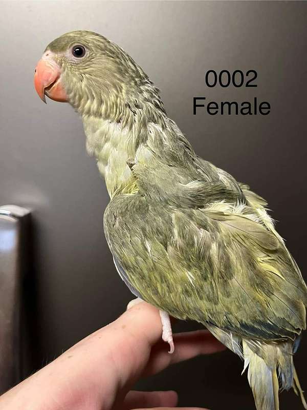 ringneck-parakeet-for-sale-in-diamond-il