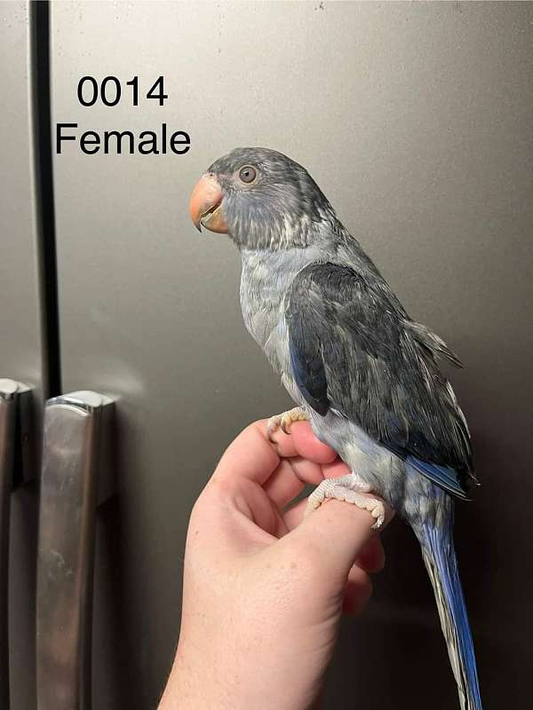 female-bird-for-sale-in-diamond-il