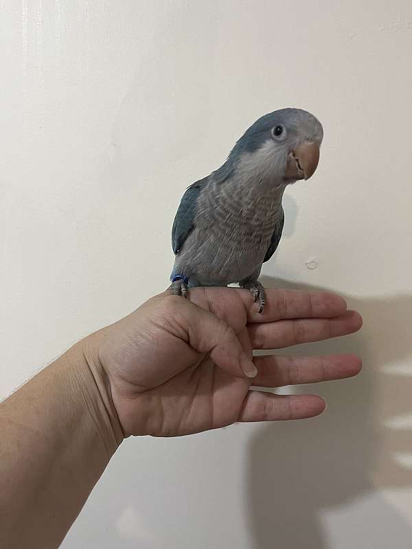 quaker-parrots-for-sale