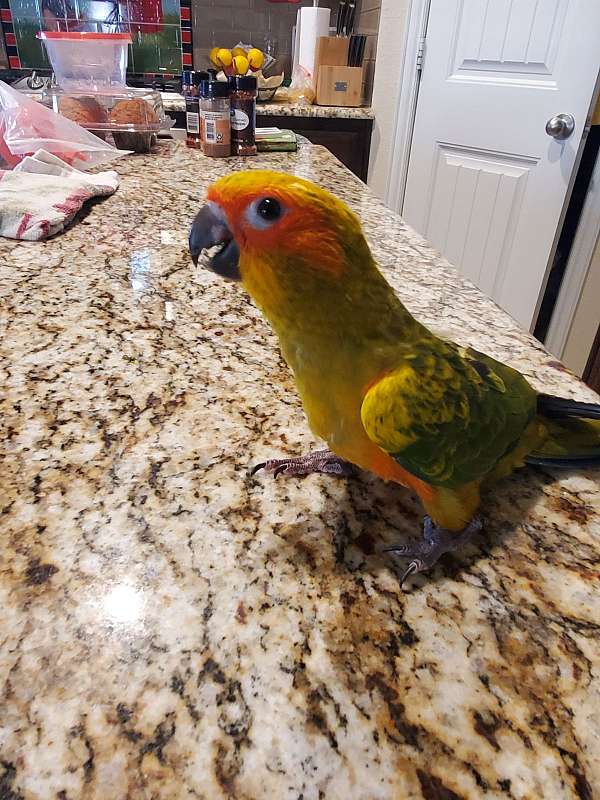 sun-conure-for-sale