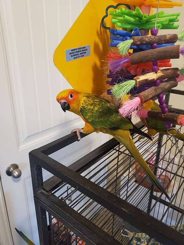 sun-conure-for-sale