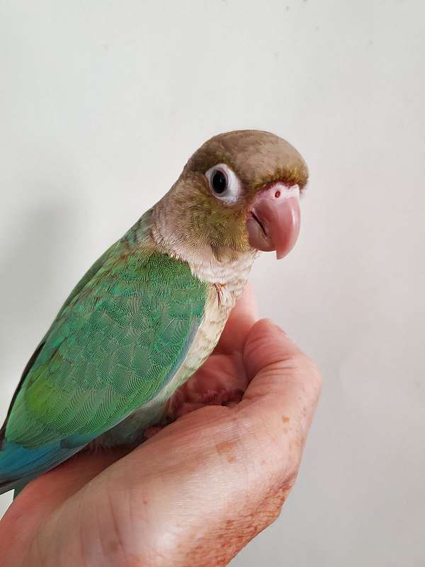 conure-green-cheek-conure-for-sale-in-baltimore-md