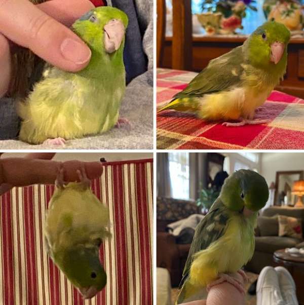 green-pied-bird-for-sale-in-georgia