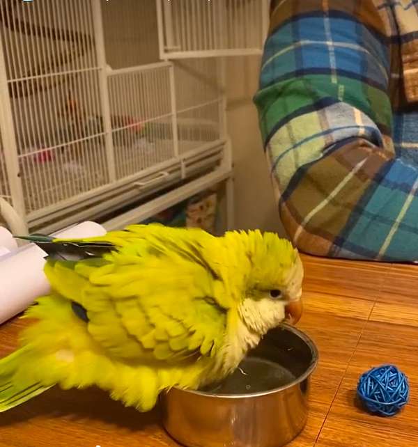 parrot-for-sale-in-flushing-ny