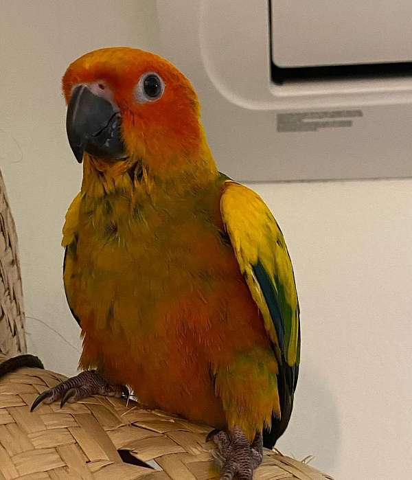 sun-conure-for-sale