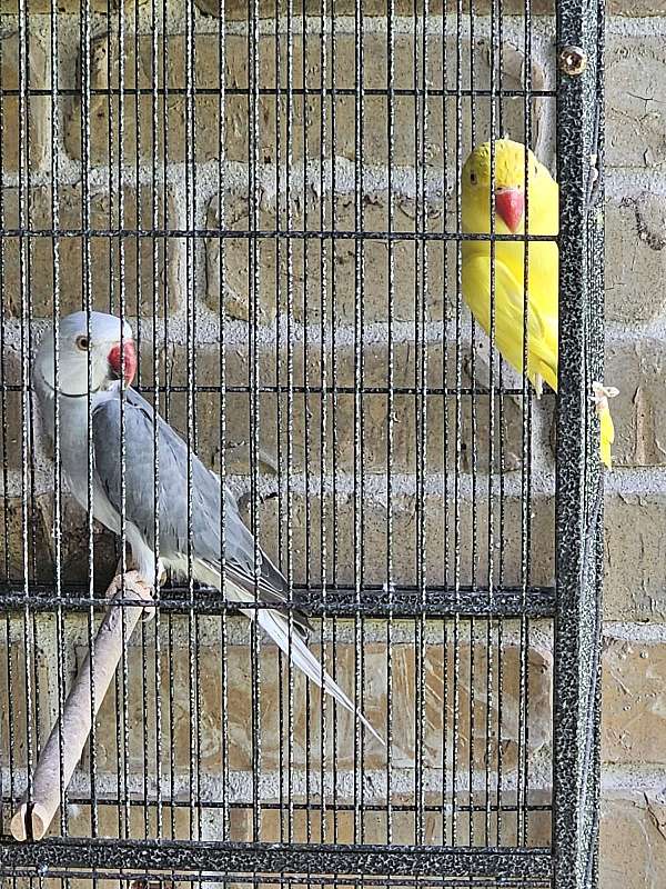 ringneck-parakeet-for-sale-in-katy-tx