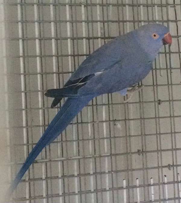 ringneck-parakeet-for-sale