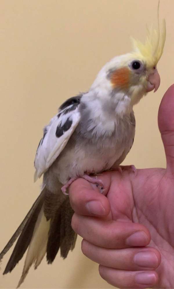 cockatiel-for-sale