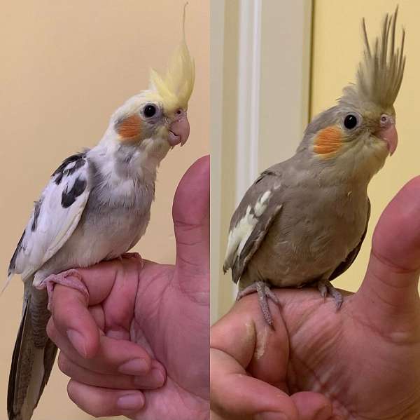 cockatiel-for-sale