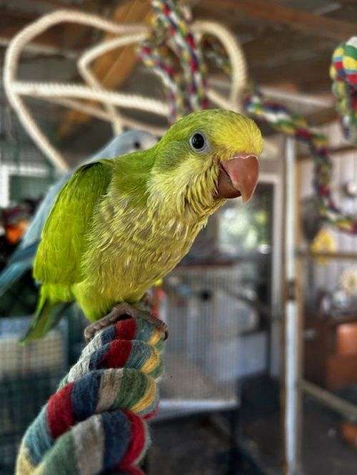 blue-quaker-parrots-for-sale