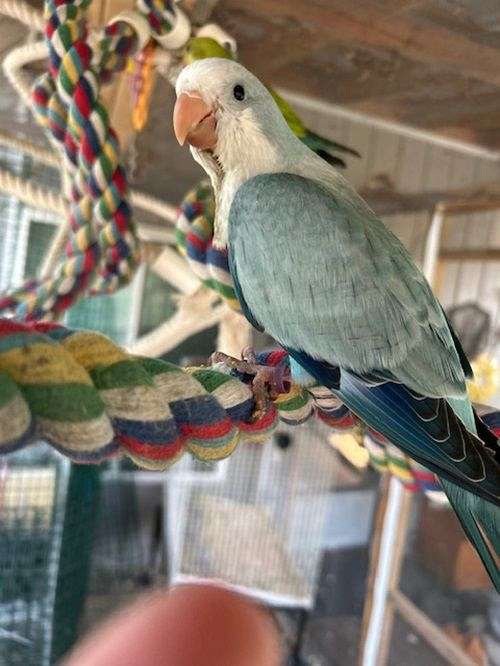 opaline-quaker-parrots-for-sale