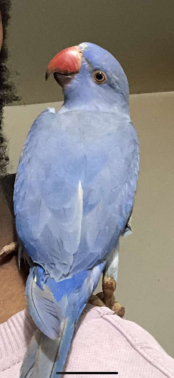 ringneck-parakeet-for-sale-in-brooklyn-ny