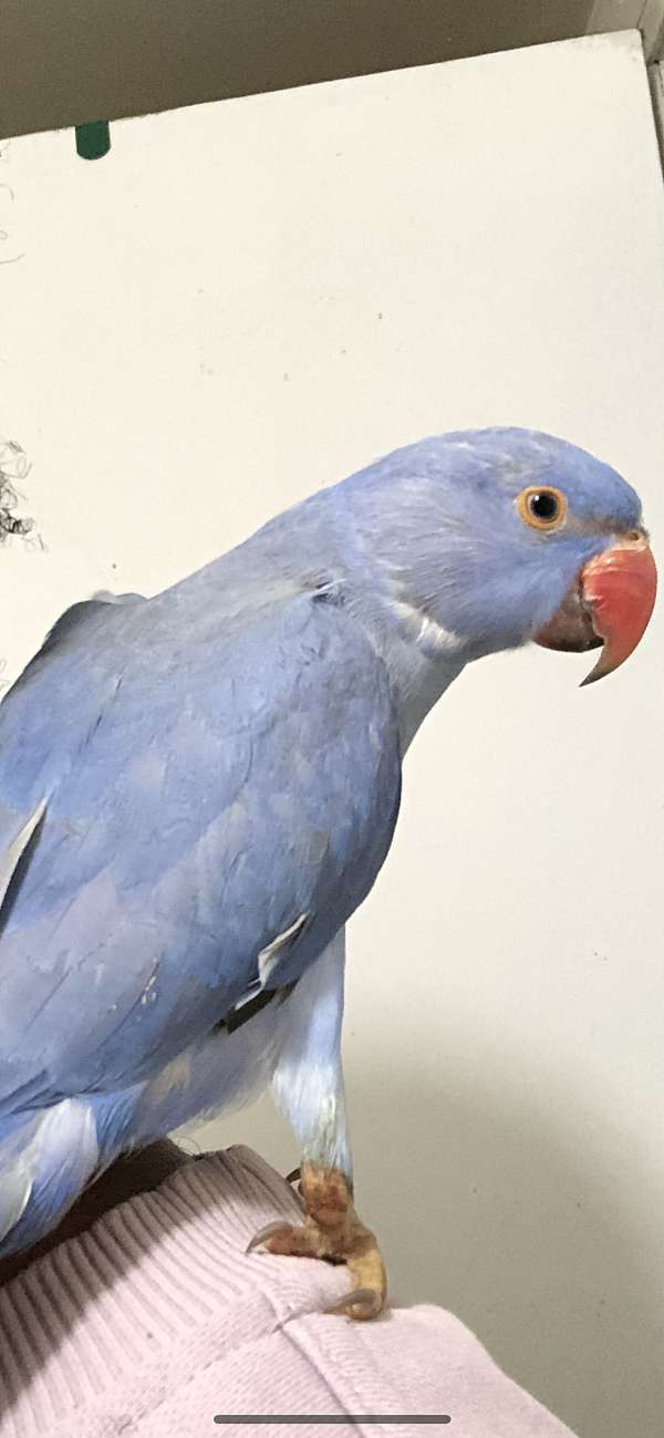 ringneck-parakeet-for-sale