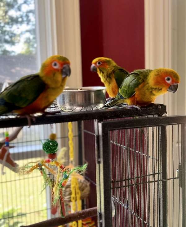 sun-conure-for-sale-in-waverly-va