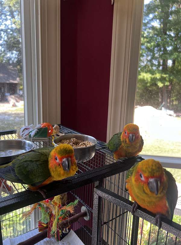 sun-conure-for-sale