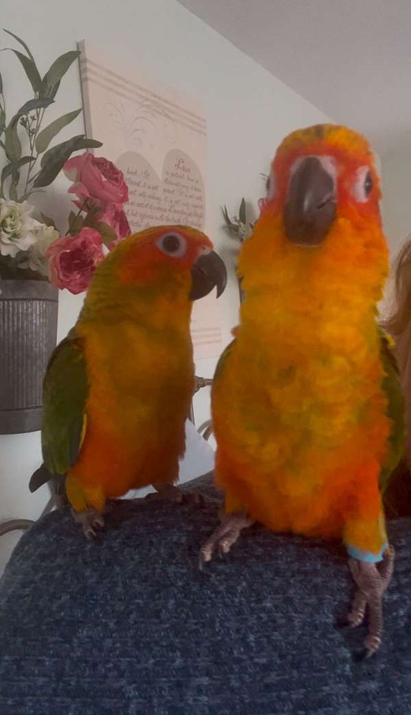 sun-conure-for-sale-in-waverly-va