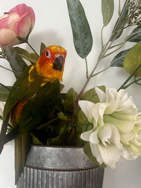 sun-conure-for-sale