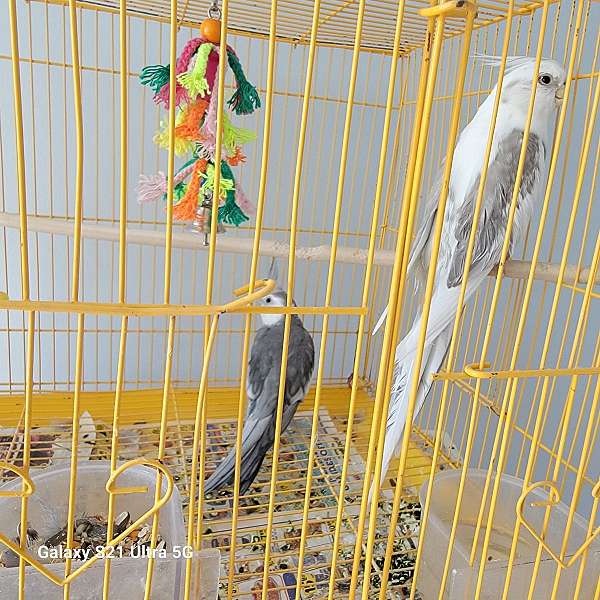 cockatiel-for-sale