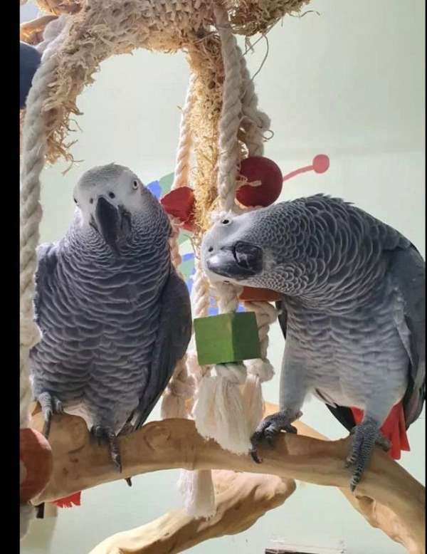 quaker-parrots-for-sale