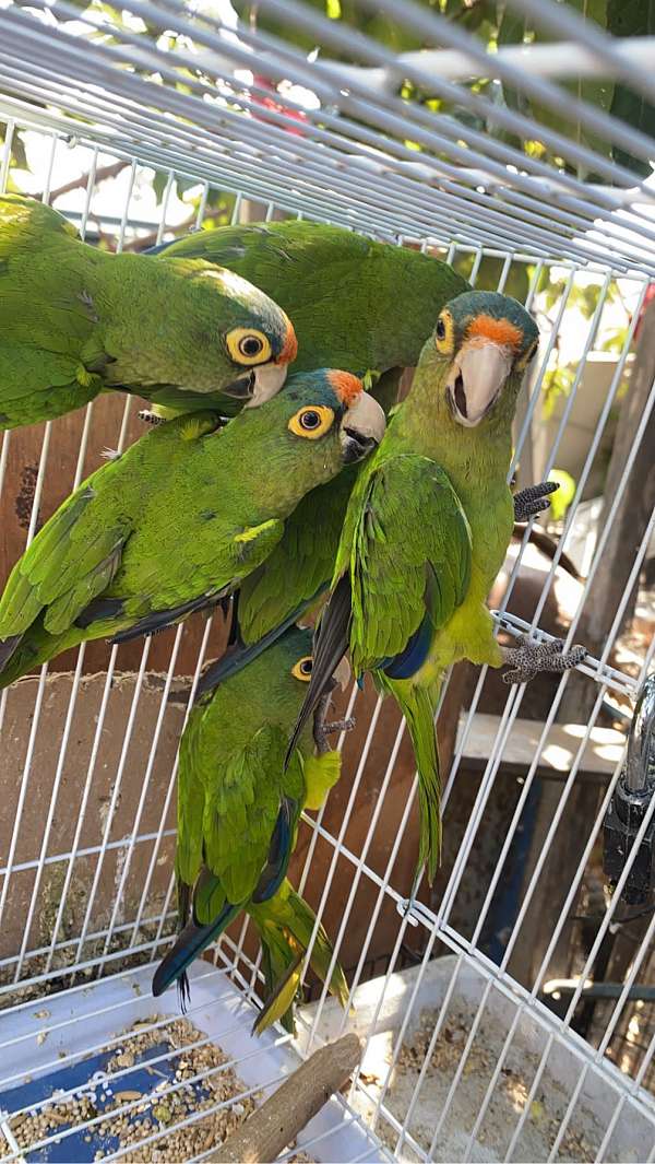 half-moon-conure-for-sale