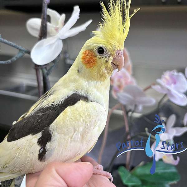 cockatiel-for-sale