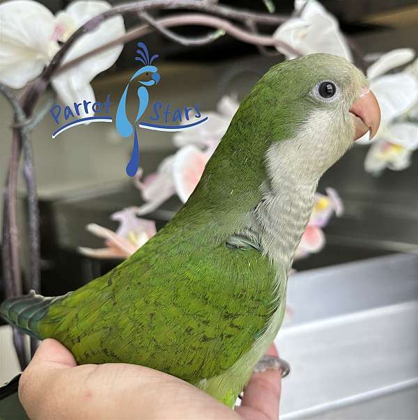 quaker-parrots-for-sale