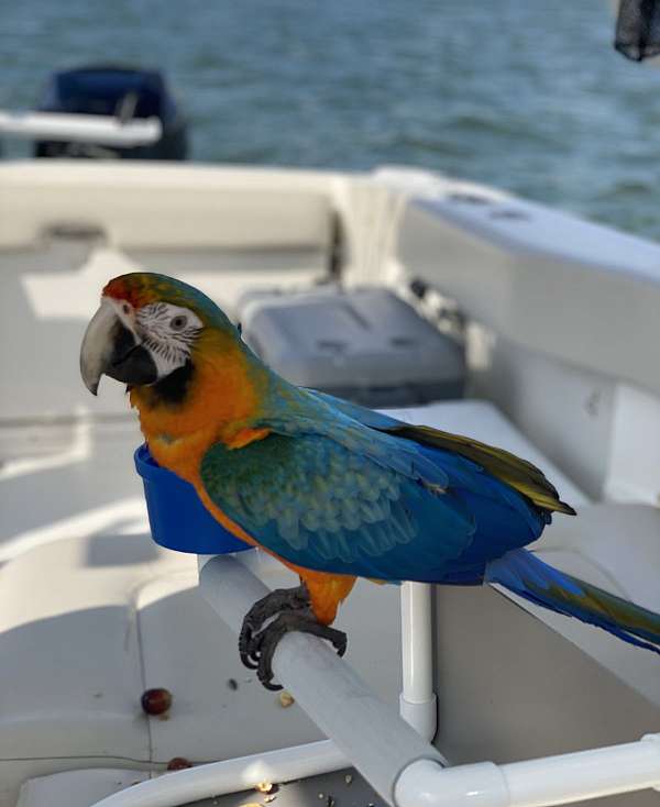 hybrid-macaw-for-sale-in-sarasota-fl