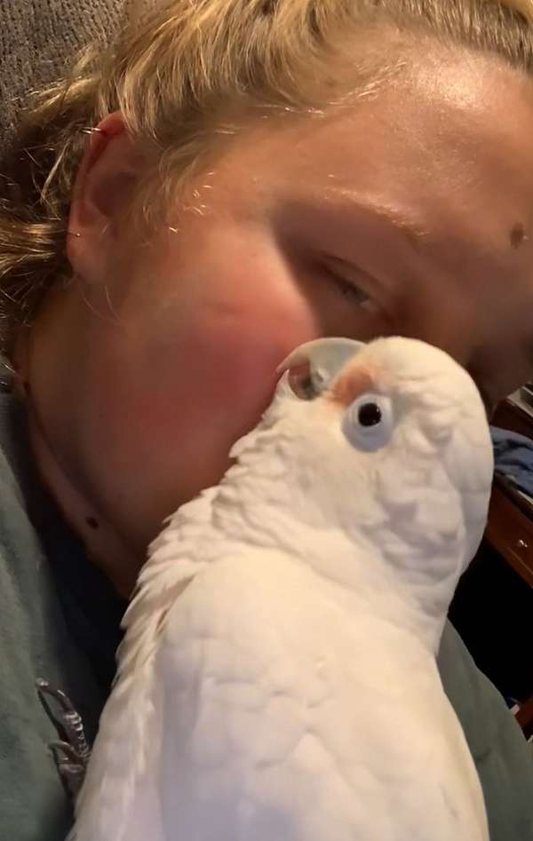 goffin-cockatoo-for-sale