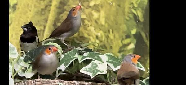 brown-red-finch-for-sale