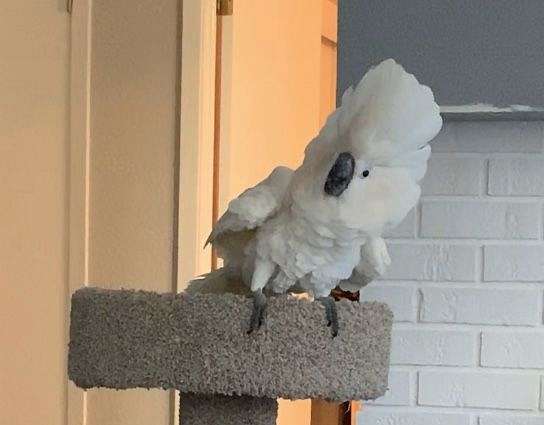 cockatoo-for-sale-in-macks-creek-mo