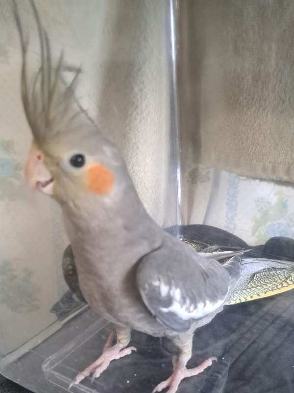 cockatiel-for-sale