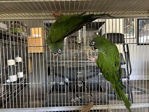 conure-blue-crown-conure-for-sale-in-hutto-tx