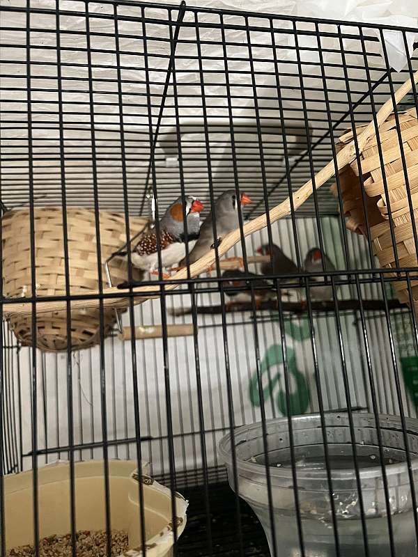 zebra-finch-for-sale-in-murfreesboro-tn