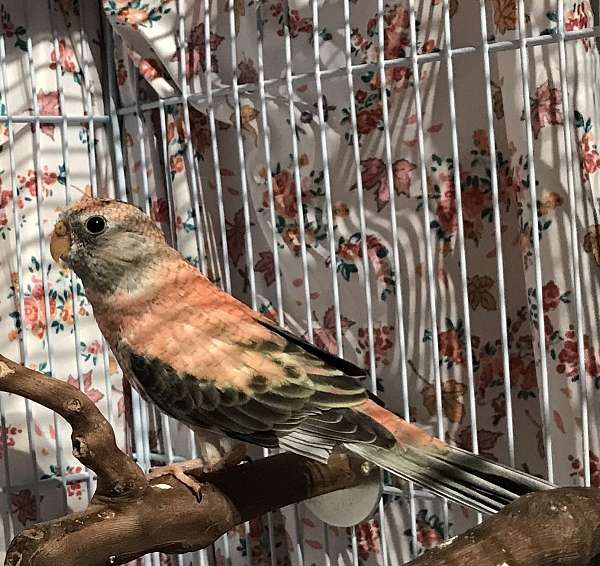 pink-bird-for-sale